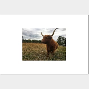 Scottish Highland Cattle Cow 2073 Posters and Art